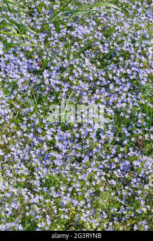 Slender speedwell (Veronica filiformis), fiorente in un prato, Svizzera Foto Stock