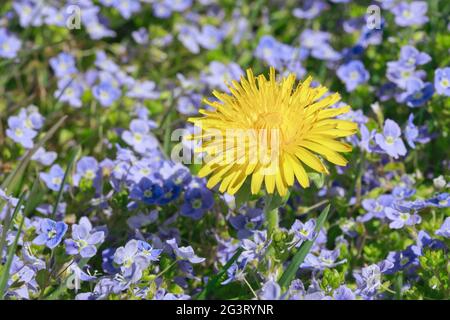 Slender speedwell (Veronica filiformis), fiorente in un prato con dente di leone, Svizzera Foto Stock