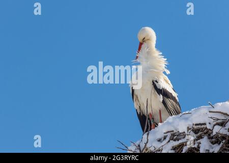 Cicogna bianca (Ciconia ciconia), in un nido di cicogne innevate, Svizzera, Sankt Gallen Foto Stock