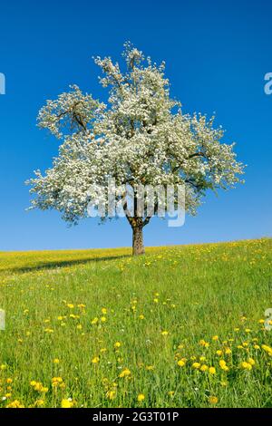 Pera comune (Pyrus communis), pera fiorente in prato fiorito in primavera, Svizzera, Zuercher Oberland Foto Stock