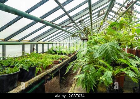 Piante tropicali colorate all'interno di un terrario di vetro Foto stock -  Alamy