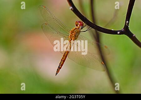 Dragonfly riposante su un albero di pesca; bianco e nero Foto Stock