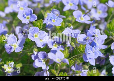 Slender speedwell (Veronica filiformis), fiori, Svizzera Foto Stock