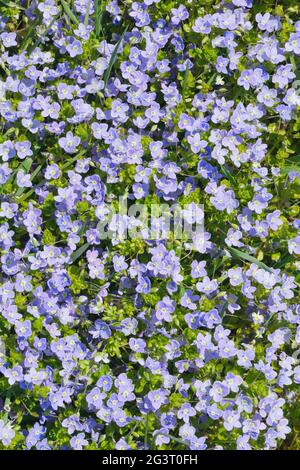 Slender speedwell (Veronica filiformis), fiorente in un prato, Svizzera Foto Stock