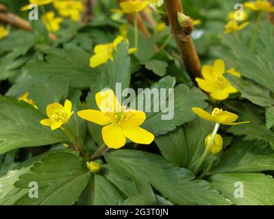 Anemone giallo, anemone di legno giallo, anemone buttercup (anemone ranunculoides), fioritura, Austria, bassa Austria Foto Stock