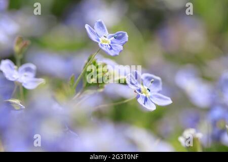 Slender speedwell (Veronica filiformis), fiori, Svizzera Foto Stock