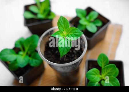 Piantine di peperoni verdi giovani da vicino. Piccoli germogli verdi in contenitori. Preparazione per l'atterraggio Foto Stock