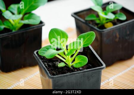 Piantine di fiori di Petunia primo piano. Piccoli germogli verdi in contenitori. Foto Stock