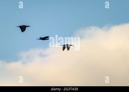Tre compagni di volo Foto Stock