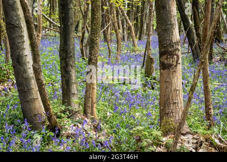 Vista attraverso gli alberi di bluebells che coprono un pavimento della foresta in primavera Foto Stock