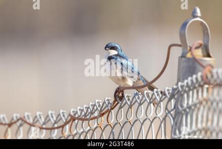 Tree Swallow su una fence in Alaska Foto Stock