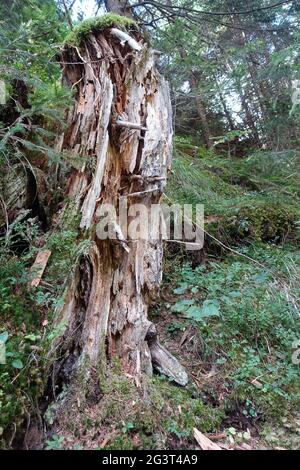 Moldering tree stump - escursione sulla gola sentiero Valle Passeier tra Moos e San Leonhard Foto Stock