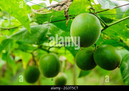 Momordica grosvenori frutta Foto Stock