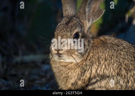 Un coniglio palude marrone a Lake Havasu, Arizona Foto Stock