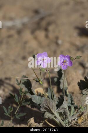 Parco Nazionale di Souss massa, ReiherschnÃ¤bel, Marocco Foto Stock