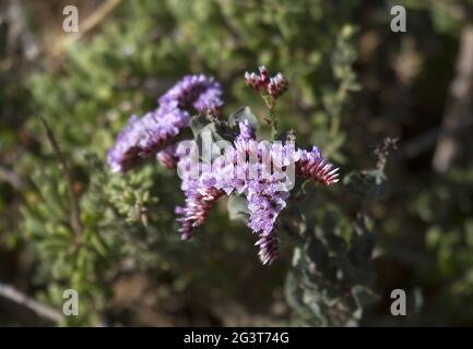 Parco Nazionale di Souss massa, Beachwort, Marocco Foto Stock