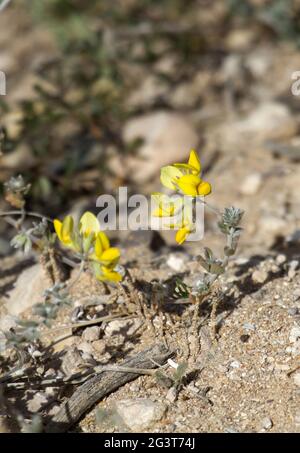 Parco Nazionale di Souss massa, Hauheheln, Marocco Foto Stock