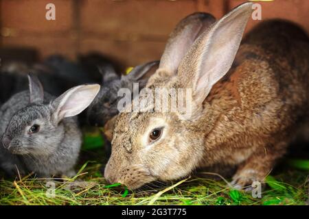 Un piccolo coniglio grigio accanto a mia madre. Relazioni con gli animali. Foto Stock