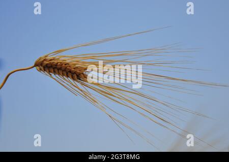 Gambo di orzo singolo sulla stagione autunnale Foto Stock