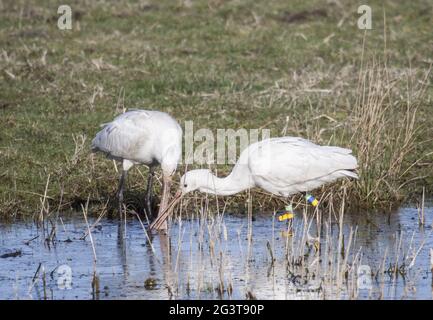 Spoonbill, Texel, Paesi Bassi Foto Stock