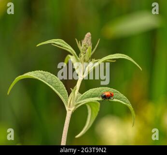 Un ladybug si siede su un fiore in estate a jena Foto Stock