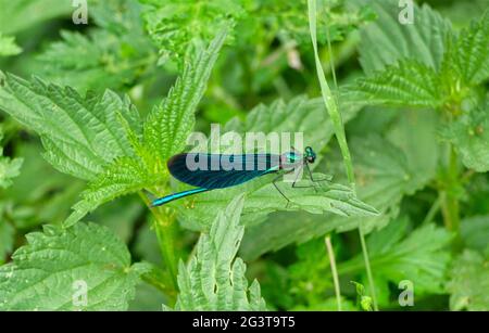 Una libellula si siede su una pianta in estate nella natura a jena Foto Stock