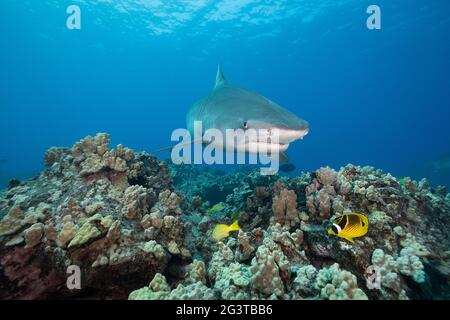 Lo squalo tigre, Galeocerdo cuvier, nuota sulla barriera corallina con pesci butterflyfish da corsa, dentice bluestripe e altri pesci della barriera corallina, Honokohau, Kona, Hawaii, USA Foto Stock