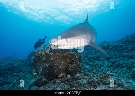 Squalo tigre, Galeocerdo cuvier, con piccolo remora o sharksucker sulla mascella inferiore, Honokohau, Kona, Big Island, Hawaii, USA (Oceano Pacifico Centrale) Foto Stock