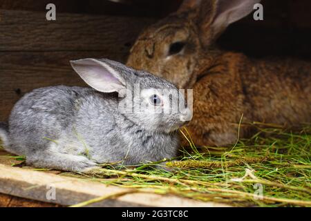 Un piccolo coniglio grigio accanto a mia madre. Relazioni con gli animali. Foto Stock