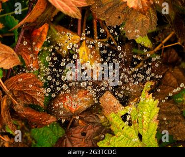 Un primo piano con spiderweb in autunno a Meclemburgo-Pomerania occidentale Germania Europa Foto Stock