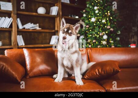 Giovane cucciolo carino del cane Siberiano Husky razza maschile giocare e rilassarsi sul divano marrone in classica sala di design europeo, decorata Foto Stock