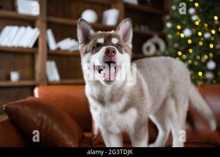 Giovane cucciolo carino del cane Siberiano Husky razza maschile giocare e rilassarsi sul divano marrone in classica sala di design europeo, decorata Foto Stock