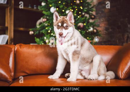 Amico di Baest, cane Husky, cucciolo che si diverte in interni classici di alloggi di lusso alla vigilia di nuovo anno e Natale, seduto su Bro Foto Stock