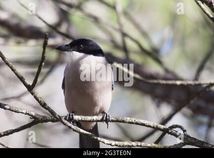 Azure-alinged Magpie, Nationalpark Coto de DoÃ±ana, Spagna Foto Stock
