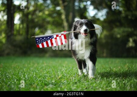 Cane collie di bordo che corre fuori portando la bandiera americana Foto Stock