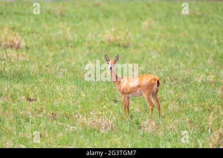 Carino Oribi antilope Etiopia, Africa fauna selvatica Foto Stock