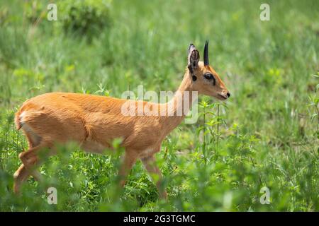 Carino Oribi antilope Etiopia, Africa fauna selvatica Foto Stock