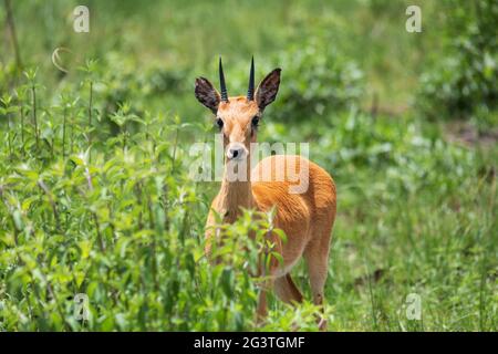 Carino Oribi antilope Etiopia, Africa fauna selvatica Foto Stock