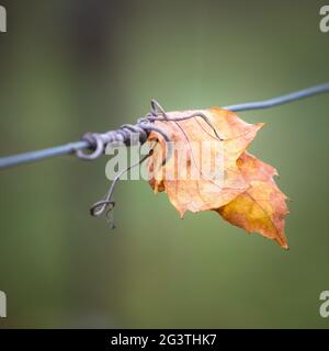 Solitudine foglia autunnale su un filo di un vigneto in Burgenland Foto Stock