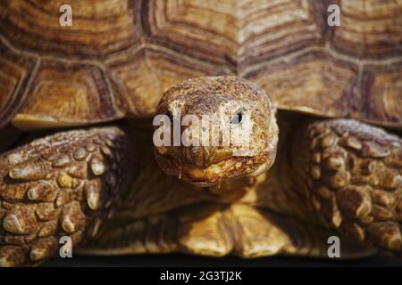 Ritratto di un'enorme e antica tartaruga da vicino. Rettile esotico con conchiglia Foto Stock