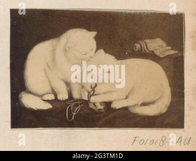 Produzione fotografica (presumibilmente) di un dipinto con due gatti. Parte dell'album di famiglia inglese con foto di persone, viaggi, cricket e opere d'arte. Foto Stock