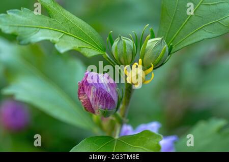 Bell'ibisco viola in giardino Foto Stock