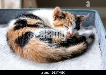 Si accucciò il gattino dormendo sul suo letto al sole Foto Stock