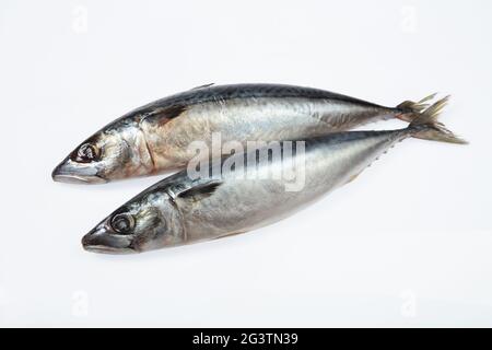 Pesce isolato Foto Stock