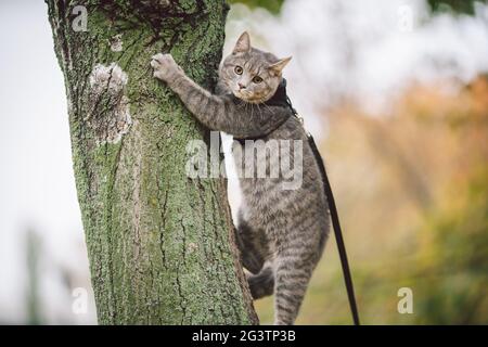 Carino gatto grigio giovane vestito guinzaglio per gatti all'aperto in autunno strada parco, si erge sulla spalla del proprietario, retro di uomo vestito transp Foto Stock