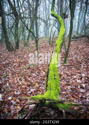 Albero di quercia sdraiato coperto di muschio verde in una foresta A Burgenland Foto Stock