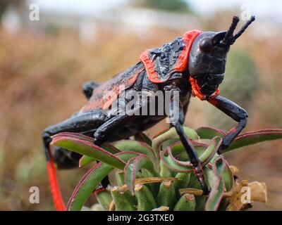 Locuste di Milkweed con schiuma di Koppie tossica (Spumans Dictyophorus) Foto Stock