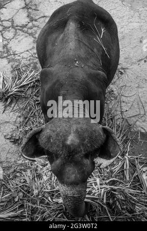 Vista dall'alto di un elefante che mangia foglie di palma Foto Stock