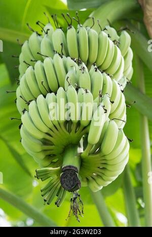 Banane immature nella giungla Foto Stock