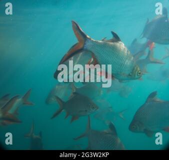 Tilapia del Nilo nello stagno (Oreochromis niloticus) nella diga di Ratchaprapha al parco nazionale di Khao Sok, provincia di Surat Thani Foto Stock